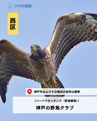 神戸の野鳥クラブ（西区・バードウオッチング（野鳥観察））の紹介画像